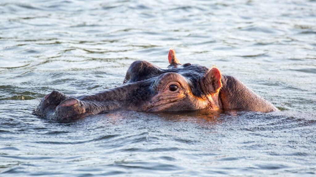 Zimbabwe Hippo