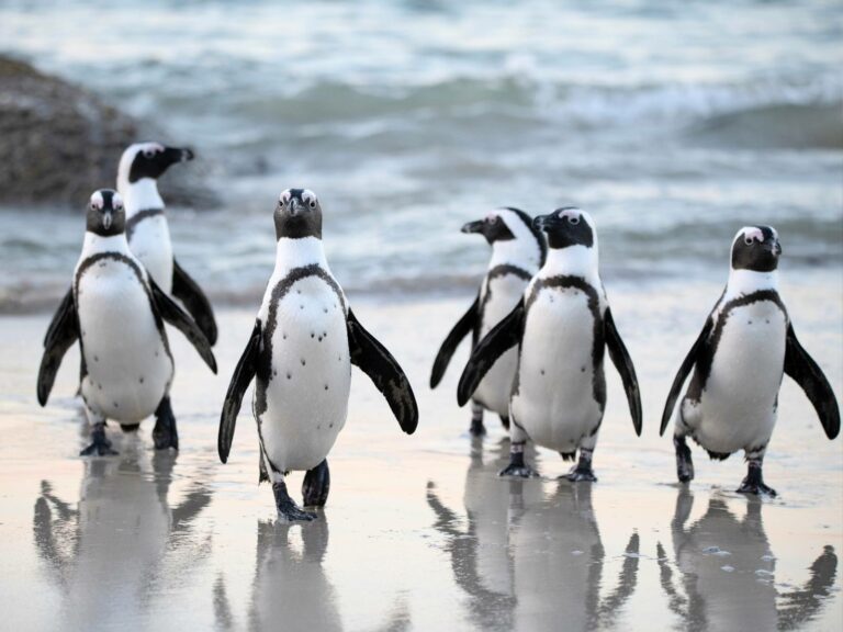 Cape Town - Boulders Beach Penguins