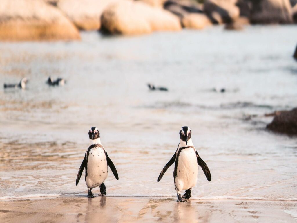 Cape Town - Boulders Beach Penguins