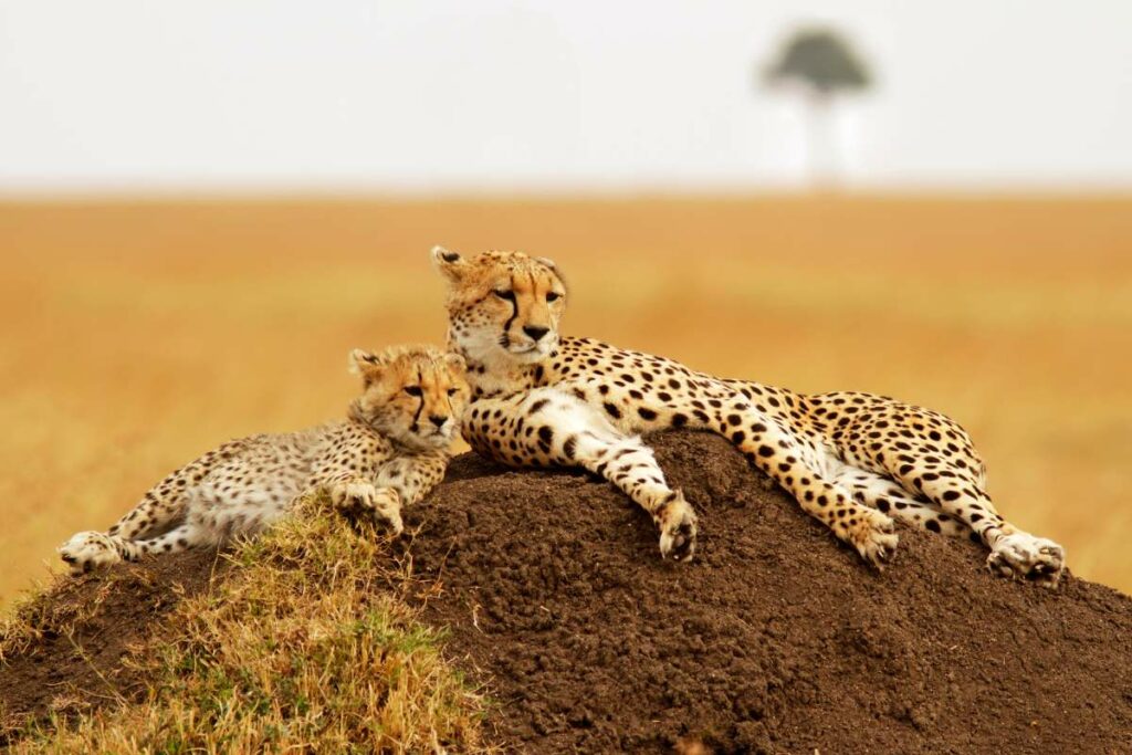 Maasai Mara - Kenya