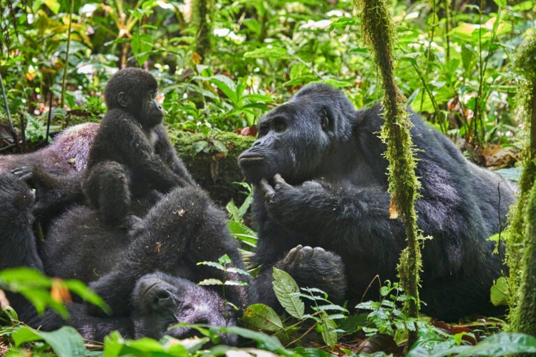 Nkuringo Bwindi Gorilla Lodge - Uganda