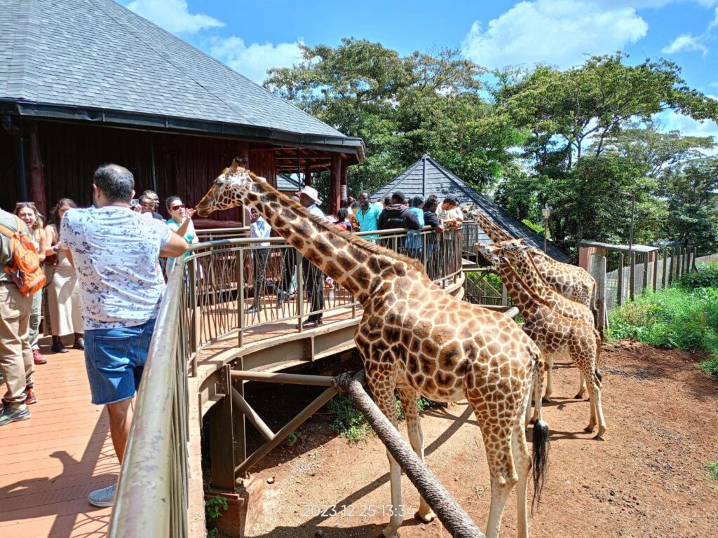 Giraffe Centre - Kenya