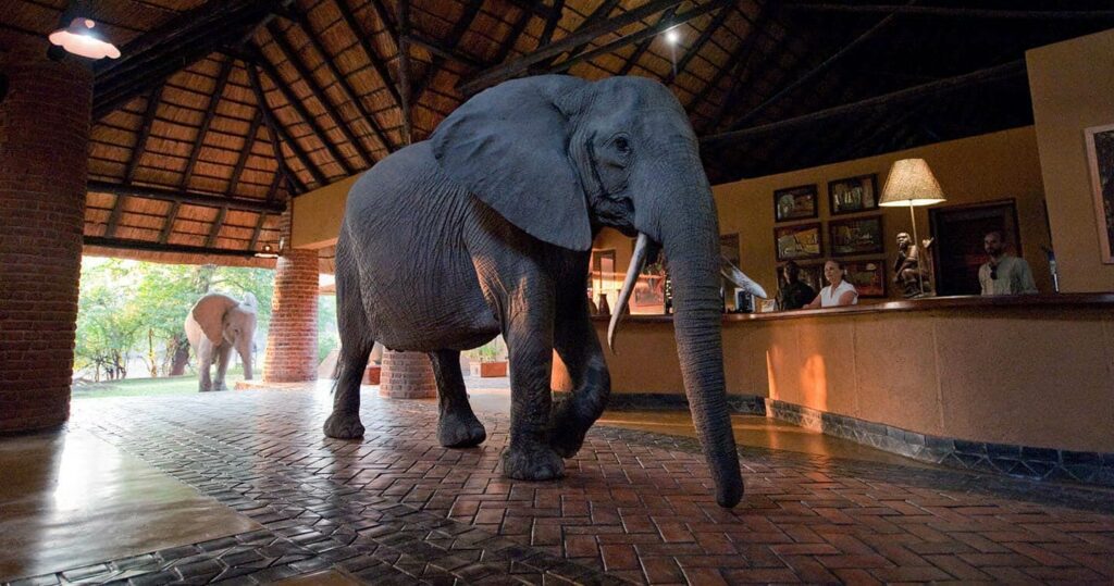 Mfuwe Lodge