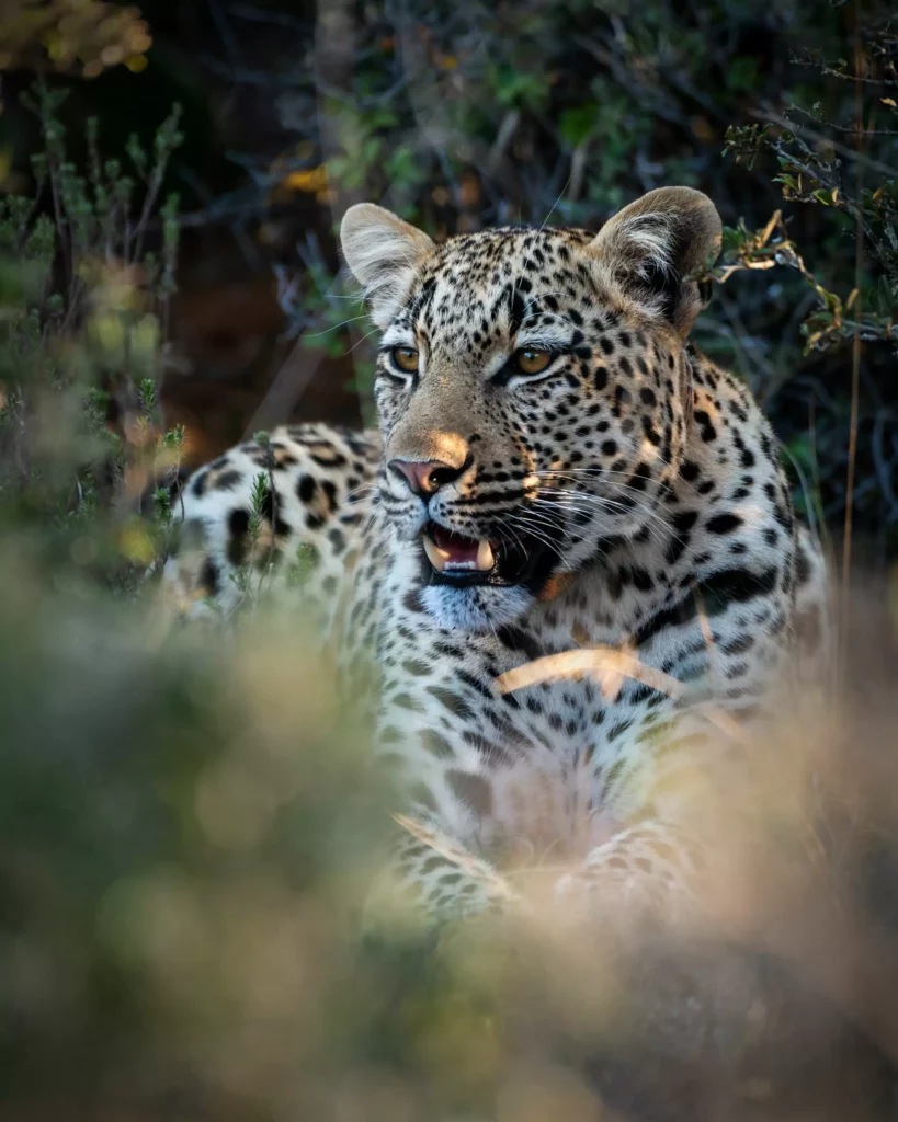 Shamwari Game Reserve