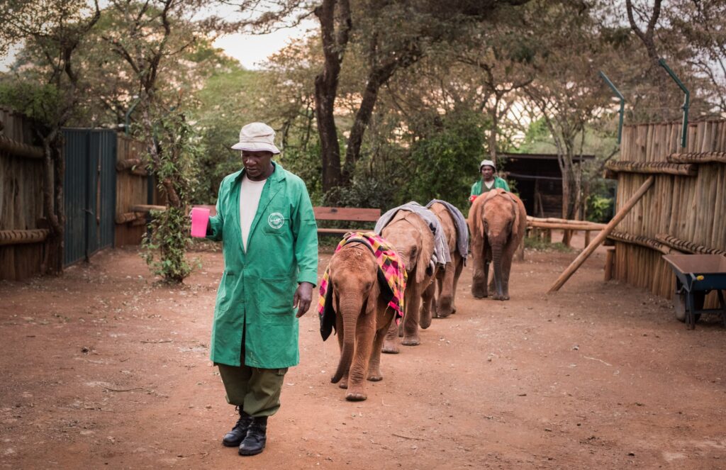 Sheldrick's Elephant Orphanage - Kenya