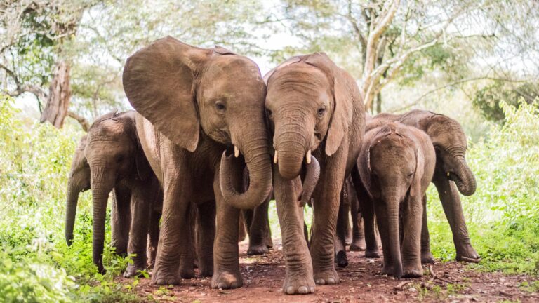 Sheldrick's Elephant Orphanage - Kenya