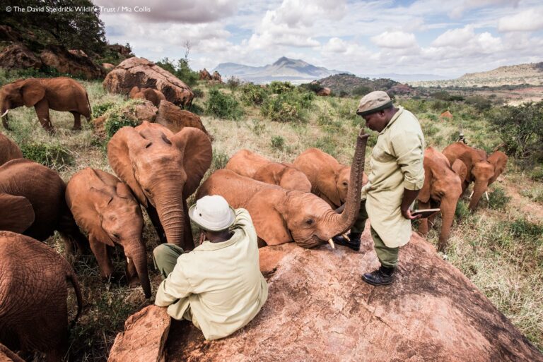 Sheldrick's Elephant Orphanage - Kenya