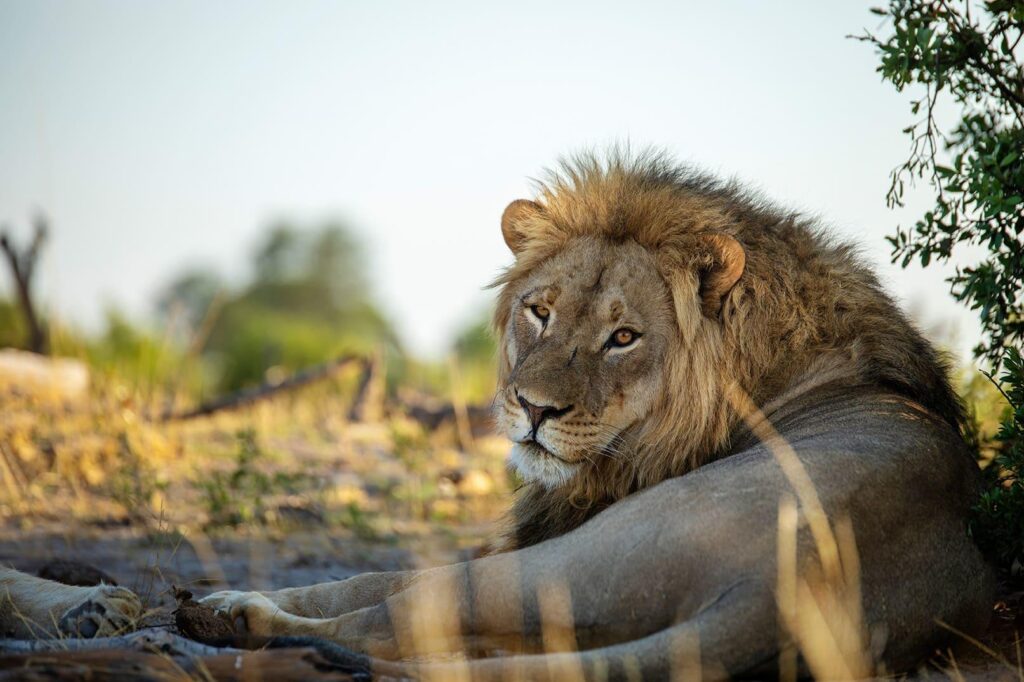 Somalisa Camp - Game Drive - Hwange