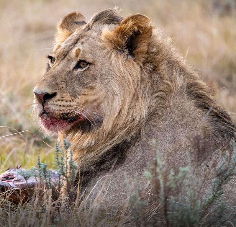 Gondwana Game Reserve