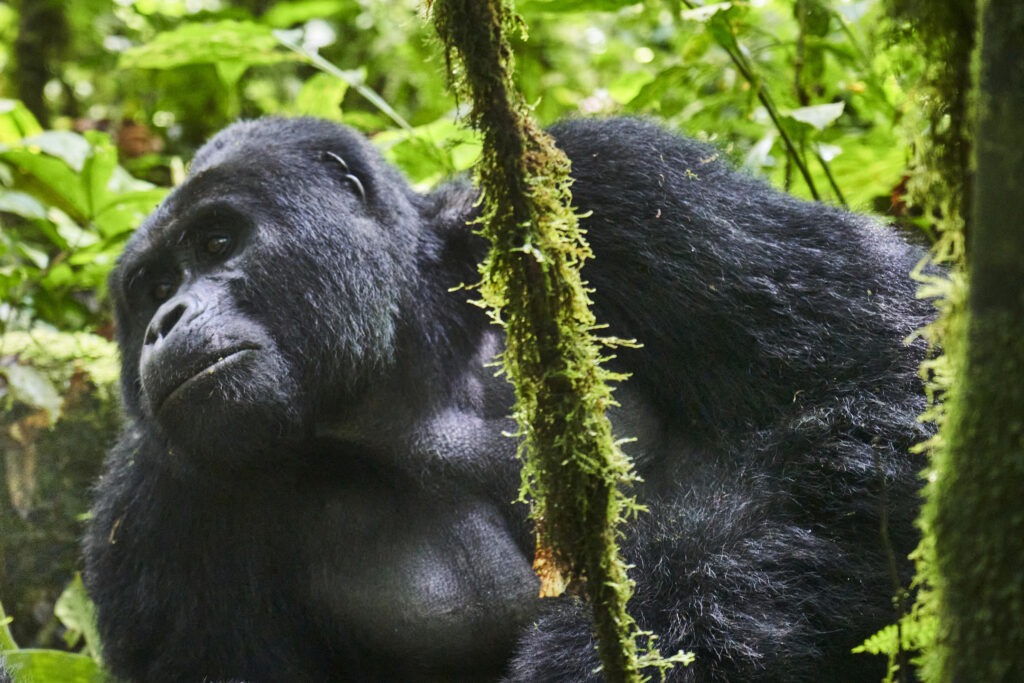 Nkuringo Bwindi Gorilla Lodge - Uganda