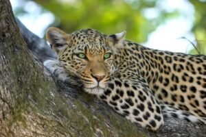 Kruger National Park