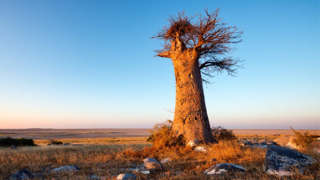 Makgadikgadi