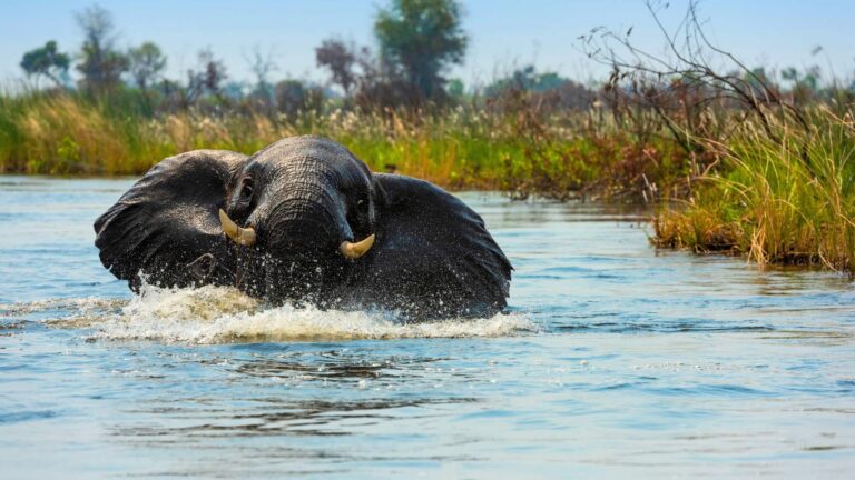 Okavango
