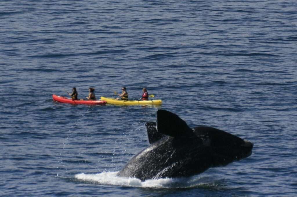 Whale Watching in Hermanus