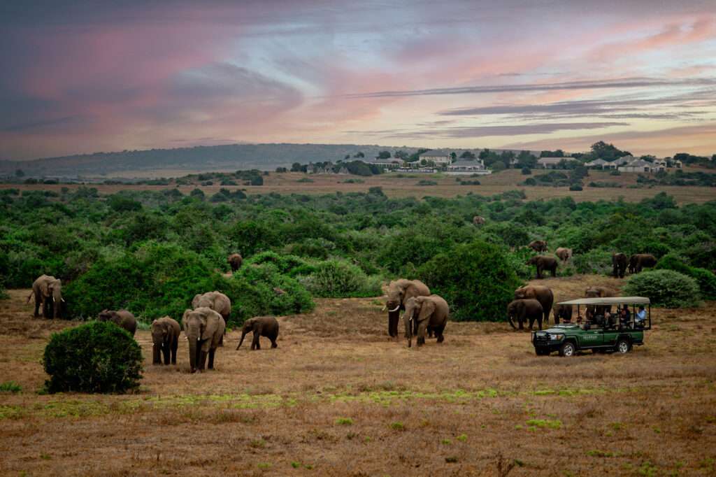 Shamwari Wildlife