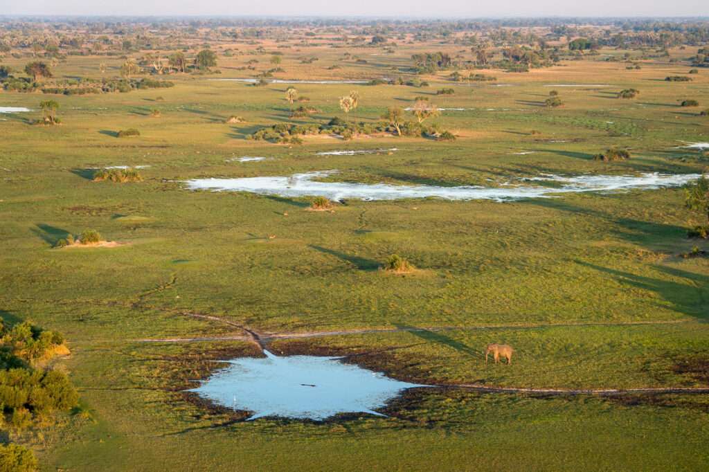 Wilderness Mombo Lodge - Botswana