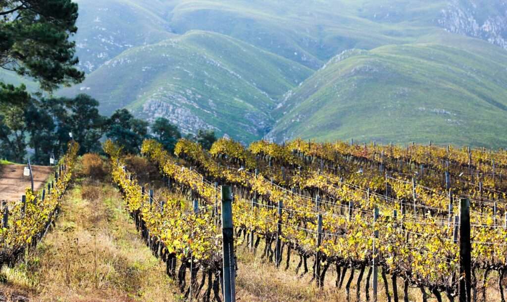Hemel-en-Aarde Wine Valley - Hermanus