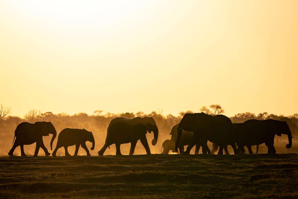 Wilderness Little Makalolo - Hwange National Park, Zimbabwe