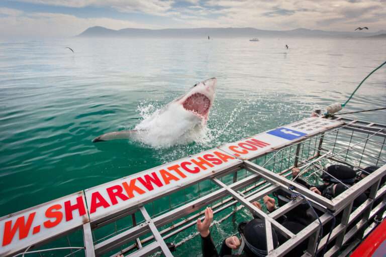 Shark Cage Diving in Gansbaai