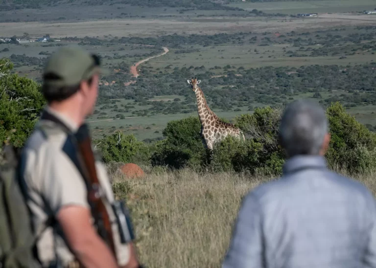 Shamwari Walking Safari