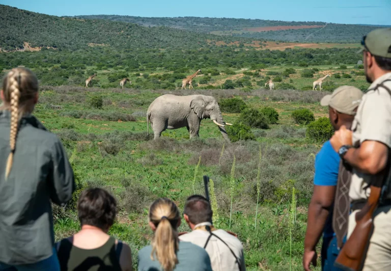 Shamwari Walking Safari