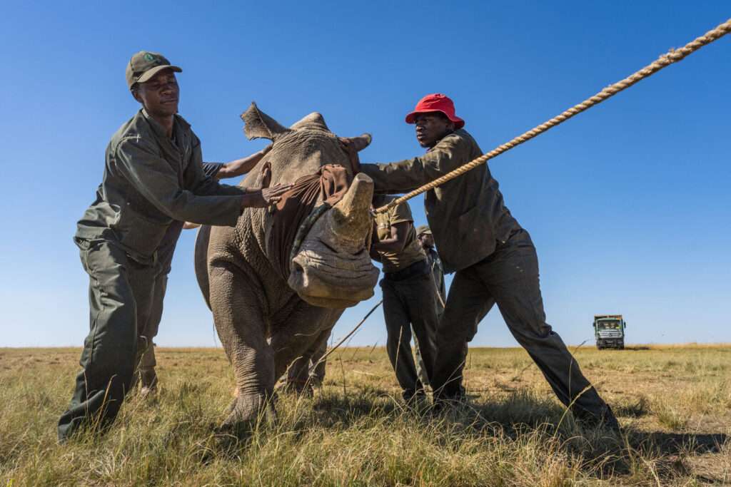 African Parks - Rhino