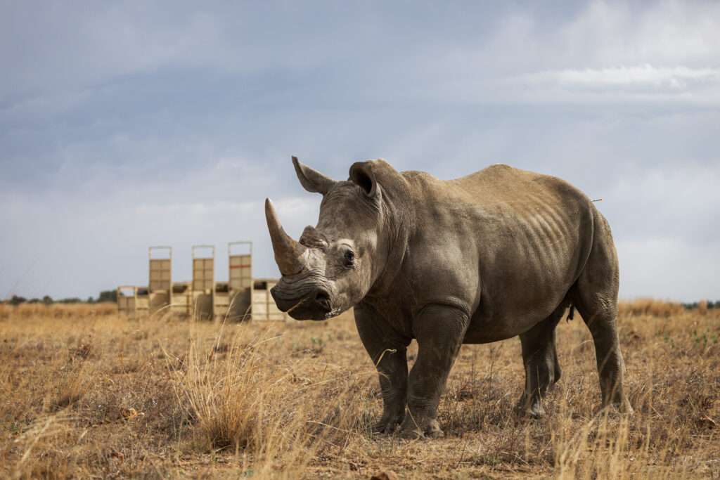 African Parks - Rhino