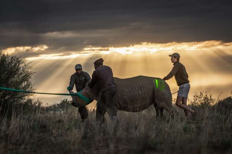 African Parks - Rhino