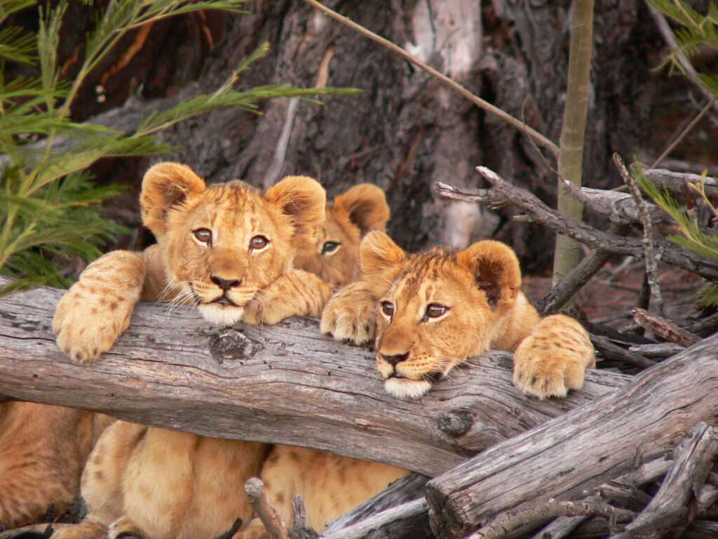 Kichaka Lodge - Lalibela