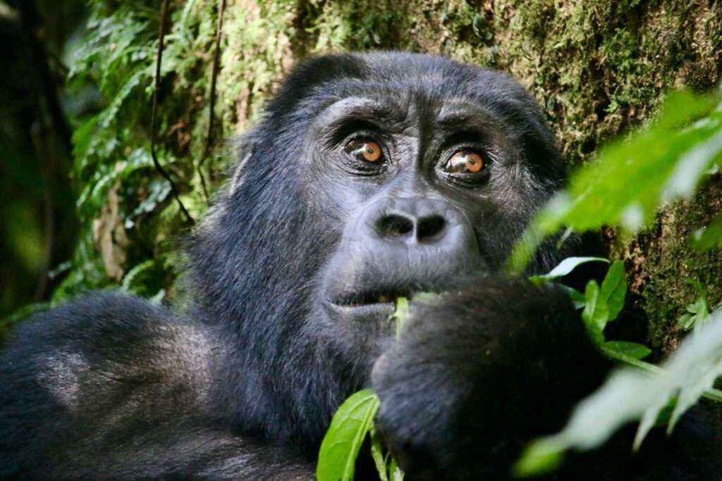 Bwindi Impenetrable Forest - Uganda