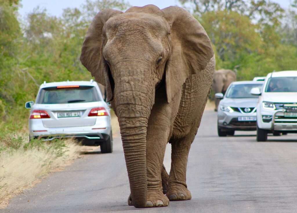 Buhala Lodge - Kruger