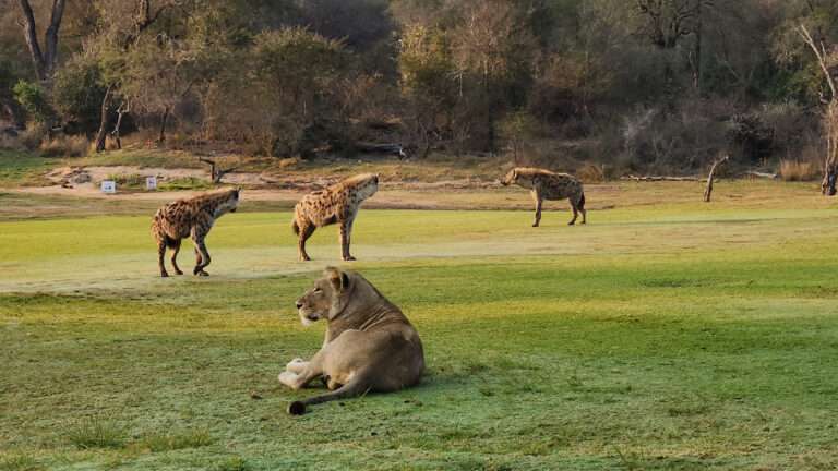 Skukuza Golf Club in Kruger, Mpumalanga