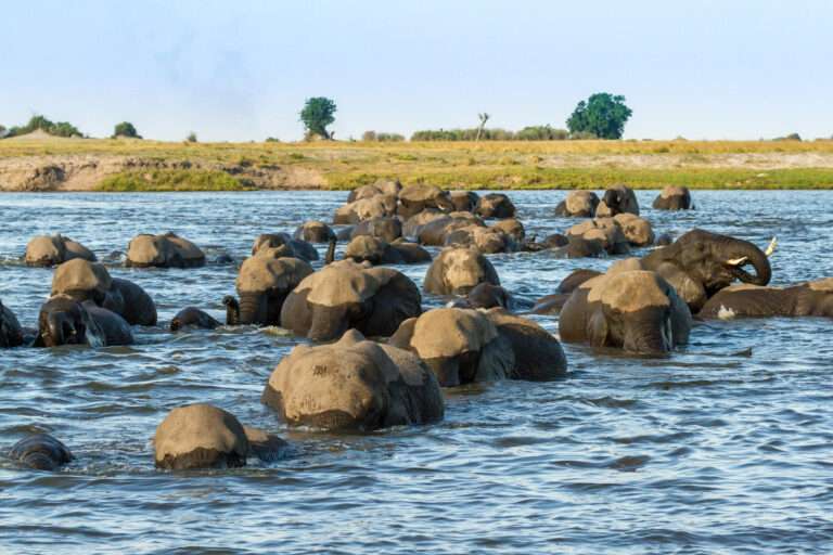Chobe National Park - Botswana
