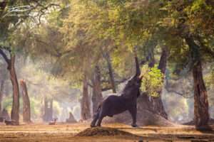 Mana Pools National Park - Zimbabwe