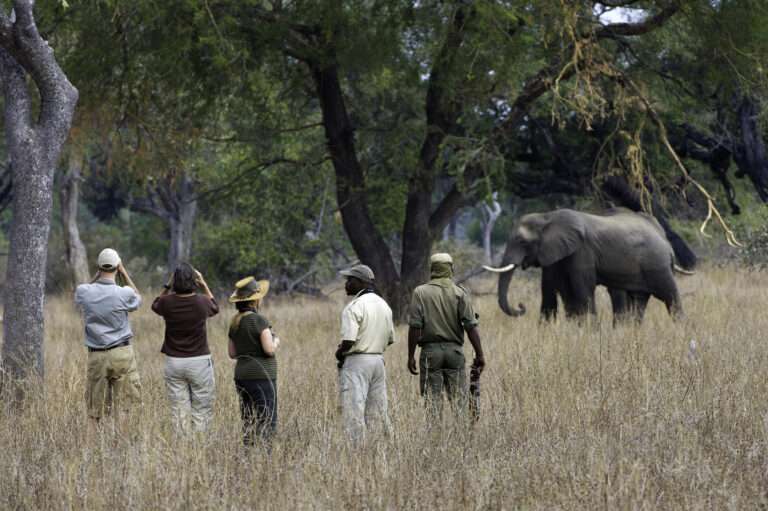 Walking Safari - Zambia