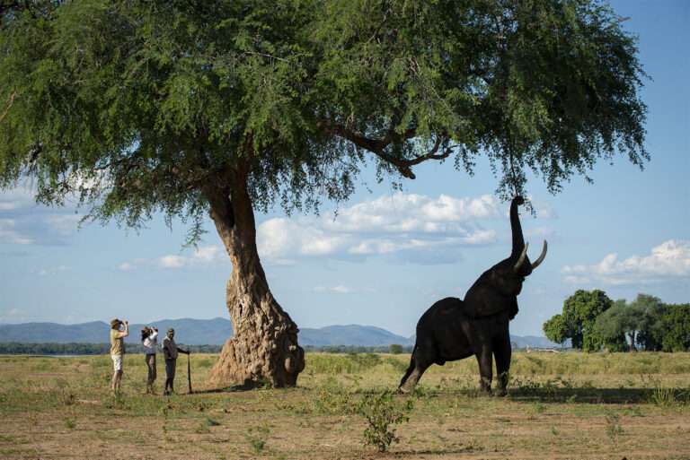 Mana Pools National Park - Zimbabwe