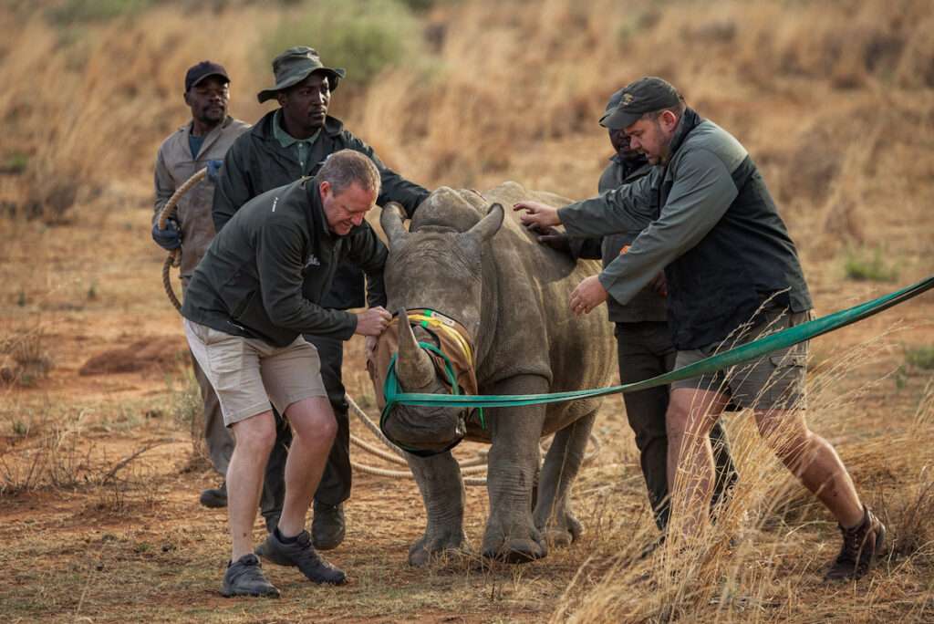 African Parks - Rhino