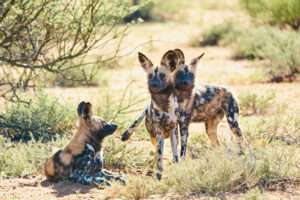 The Motse - Tswalu