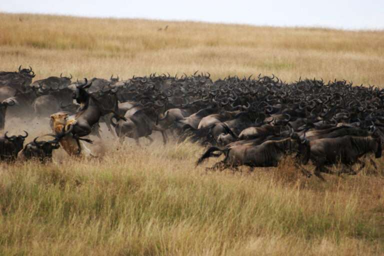 Great Migration - Mara Plains Camp - Maasai Mara Kenya