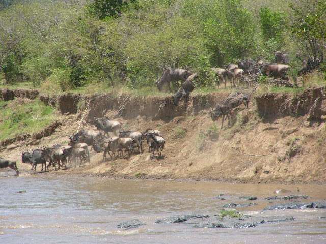 Great Migration - Saruni Mara - Maasai Mara
