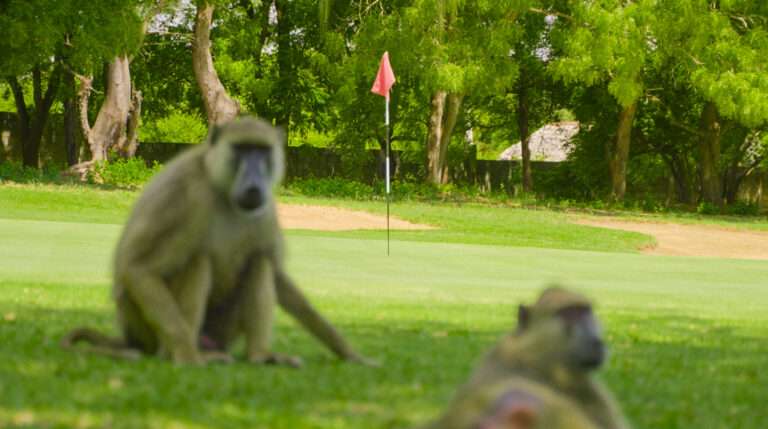 Diamonds Leisure Beach & Golf Resort
