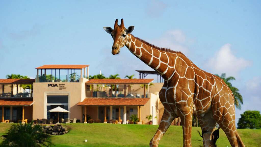 Vipingo Ridge Golf Course 