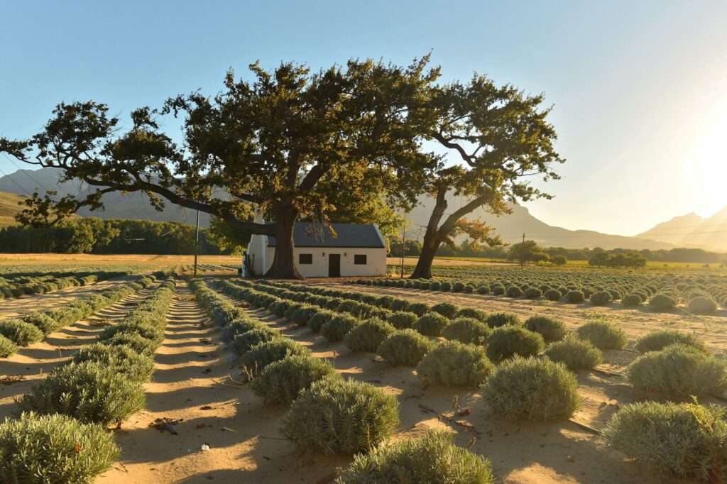 JAN Franschhoek
