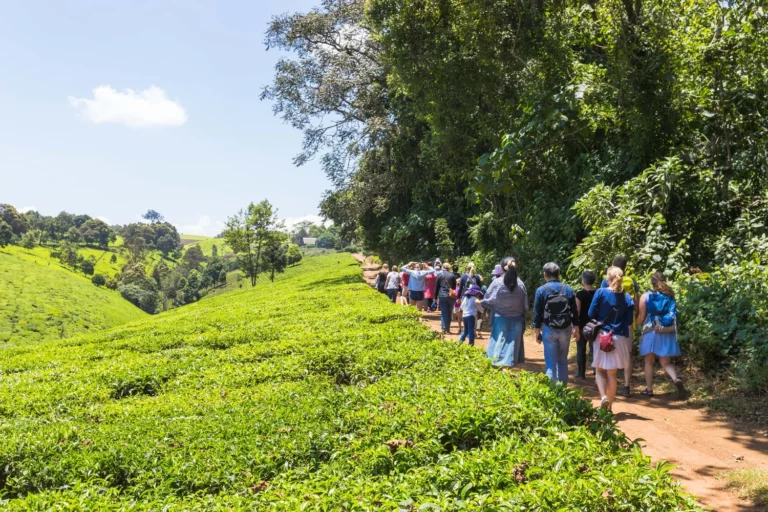 Kiambethu Tea Farm in Nairobi