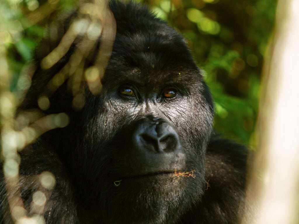 Dian Fossey Gorilla Fund