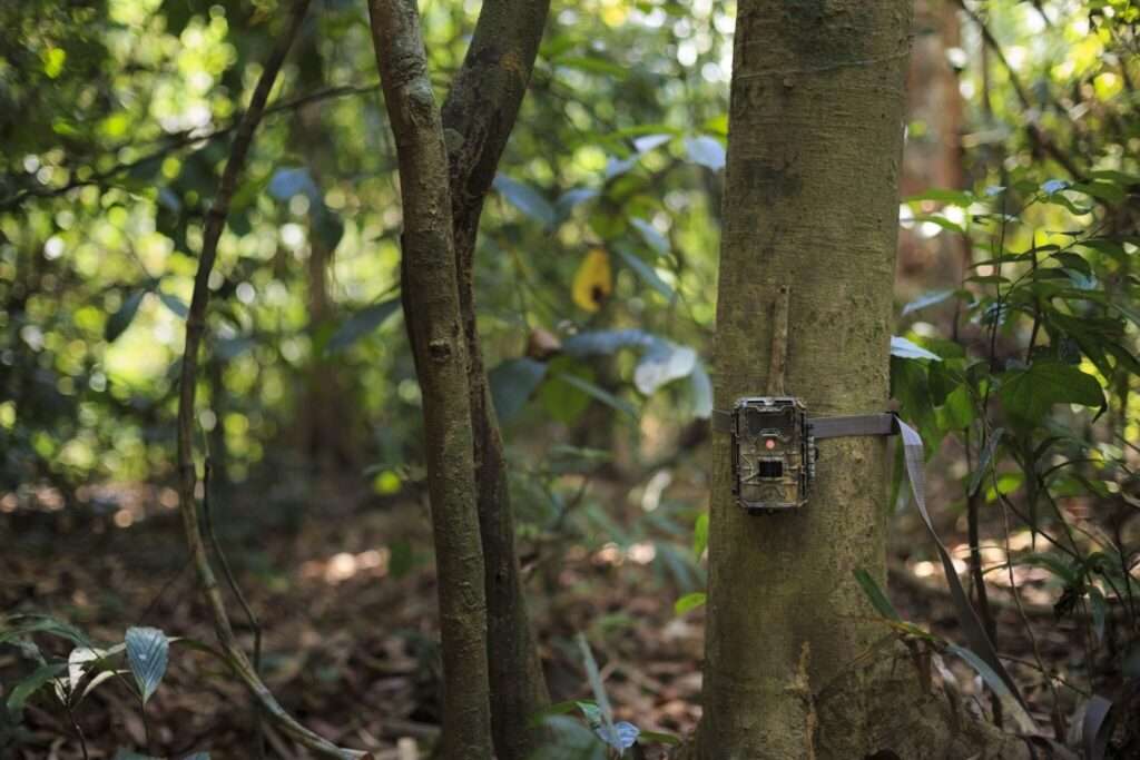 Ghana Wildlife Society (GWS)