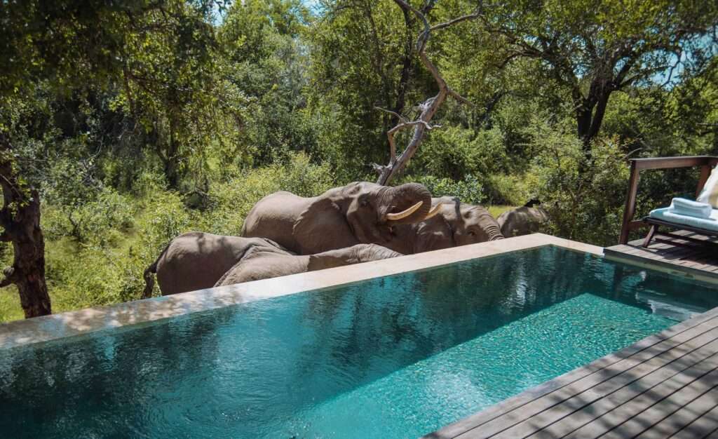 Malewane Lodge at Royal Malewane