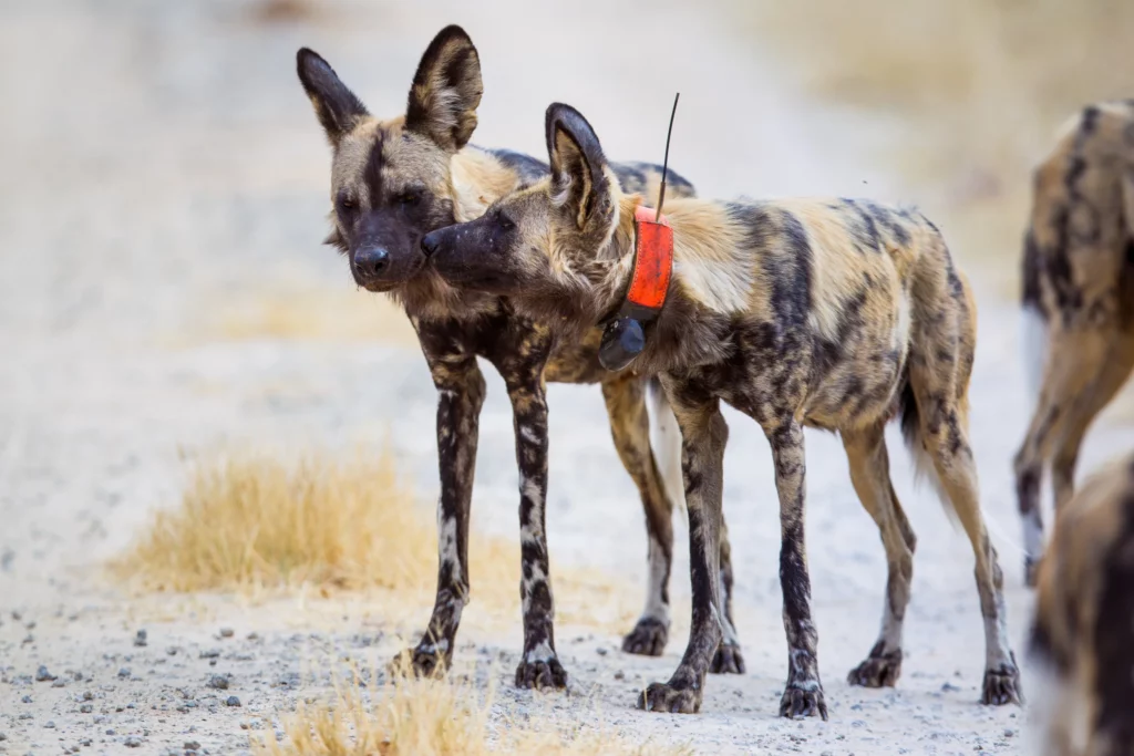 Painted Dog Conservation (PDC)