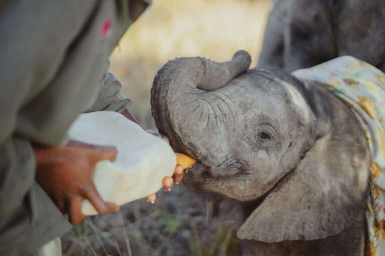 Wild Is Life Sanctuary