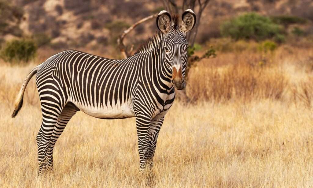 Grevy’s zebra in Kenya